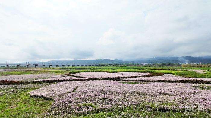 嵩县陆浑湖国家湿地公园生态修复后景象（央广网记者 郝振青 摄）