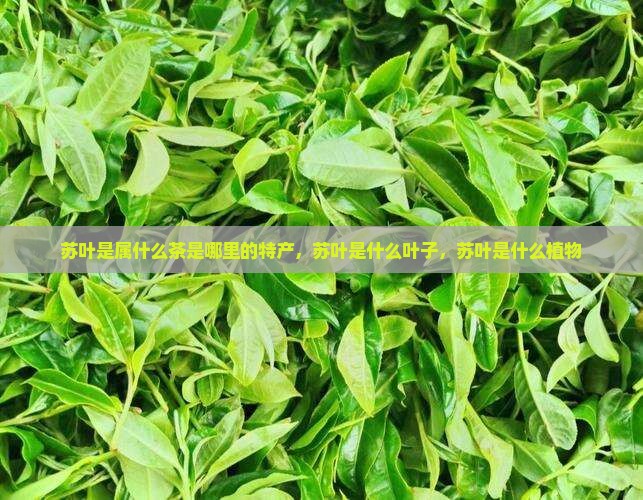 苏叶是属什么茶是哪里的特产，苏叶是什么叶子，苏叶是什么植物