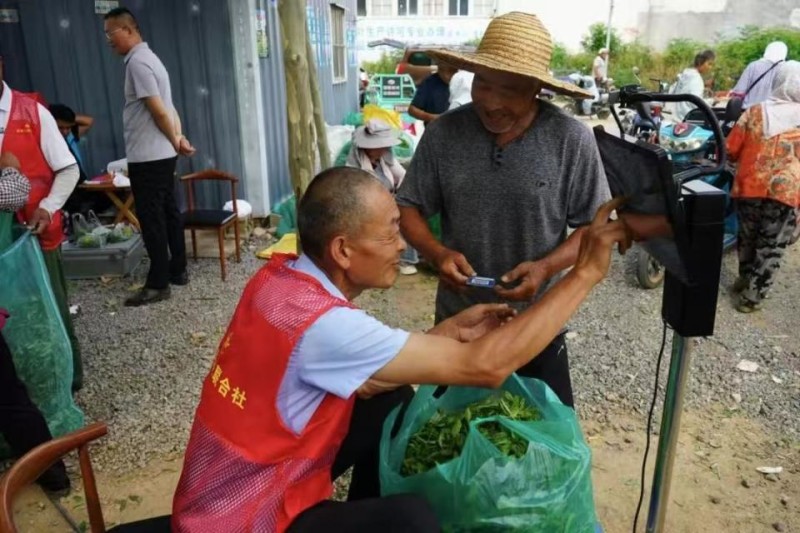 茶产业“小散弱”咋破？“双社双链”给出答案