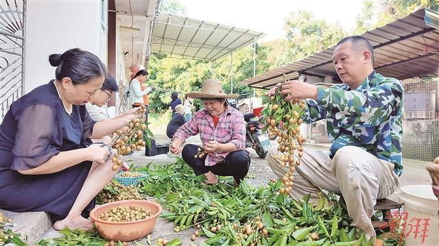 盛夏，来芦庄村品尝“黄金果”！