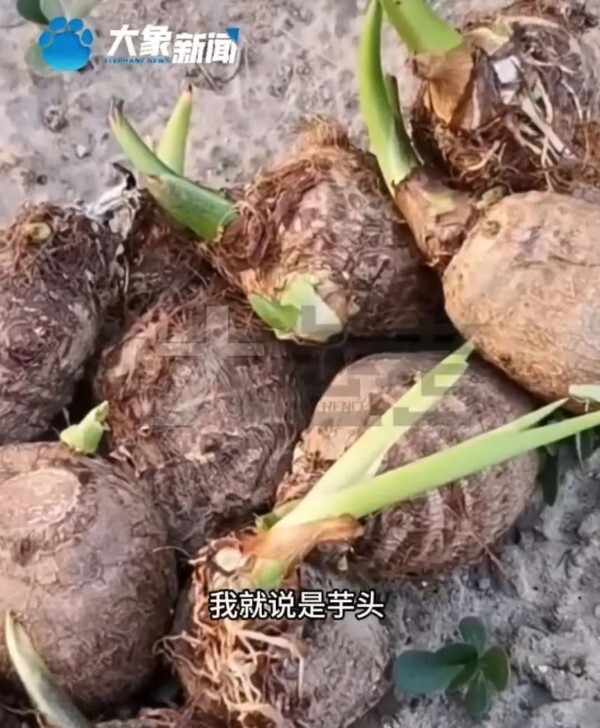 全身有毒！男孩赌气咬了一口它，结果险些猝死！不少人家里有
